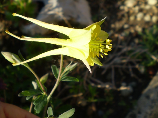 pakujac